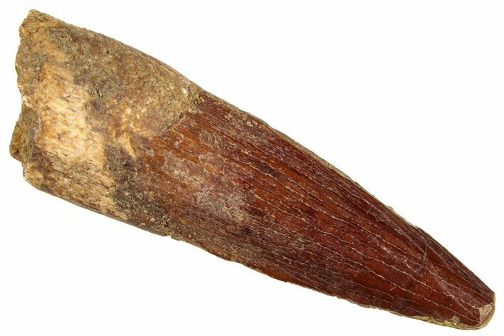 Fossil Spinosaurus Tooth - Real Dinosaur Tooth #296885